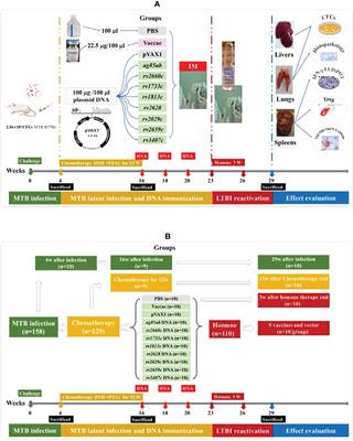 Preventive effects of Mycobacterium tuberculosis DNA vaccines on the mouse model with latent tuberculosis infection